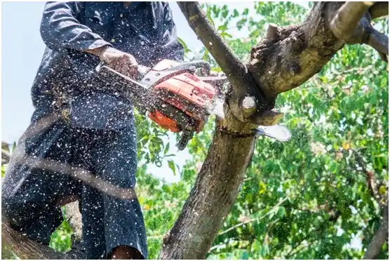 tree services Manchester Center